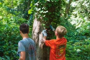 Volunteers removing invasive ivy from tree trunk.