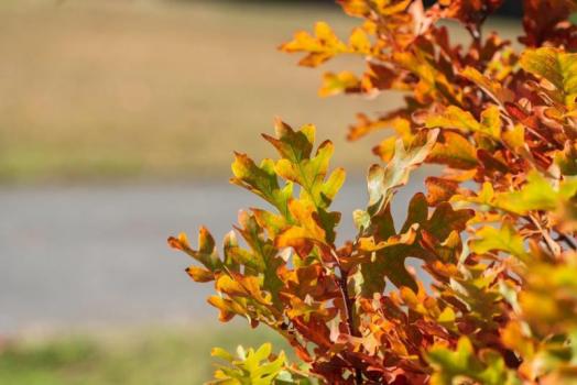 Fall foliage on Mercer Island. 