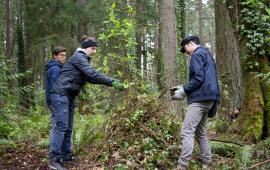 Three people standing in the woods and pulling up English ivy. 