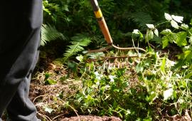 Close up of a rake pulling up ivy from the ground. 