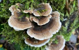 Mushrooms growing on a mossy log