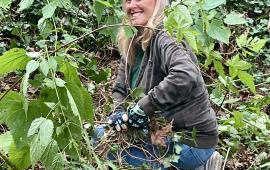 A volunteer sitting in bushes, pulling up ivy.