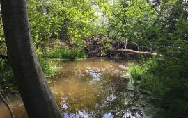 A small pond with a beaver dam in the back, and a fallen log next to it. Framed by a standing tree. 
