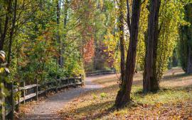 Tree lined pathway at Luther Burbank Park on Mercer Island. 