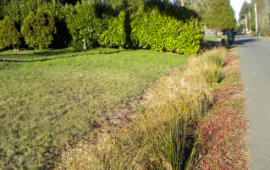 Plants that filter stormwater grow in a ditch