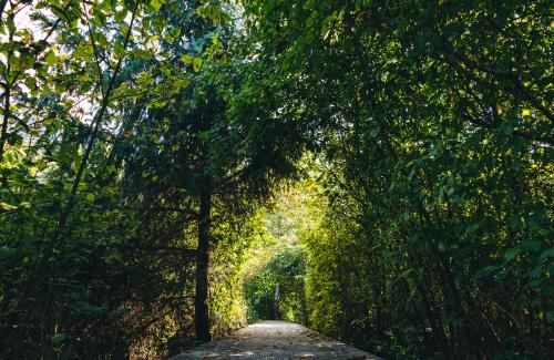 Pathway with light at the end of the tunnel.