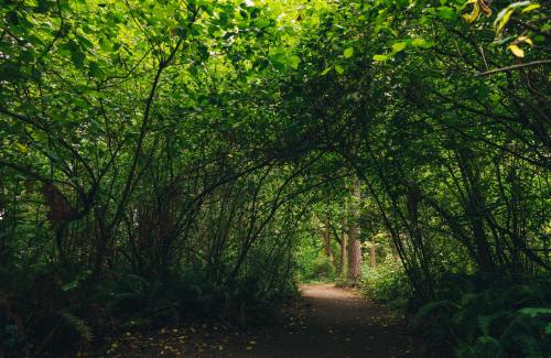 Trail on Mercer Island