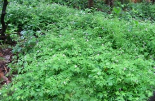 herbicide use
