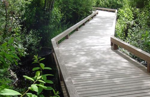 A boardwalk over a forested pond