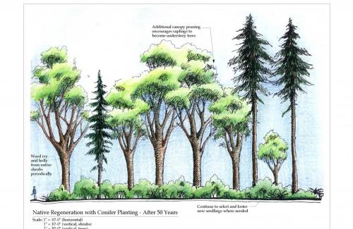 An illustration of a forest included in a planning document