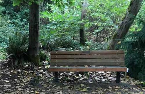 A park bench sits in amid a lush, forested neighborhood park