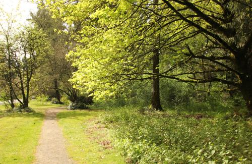 A gravel path on the perimeter of a lush forest