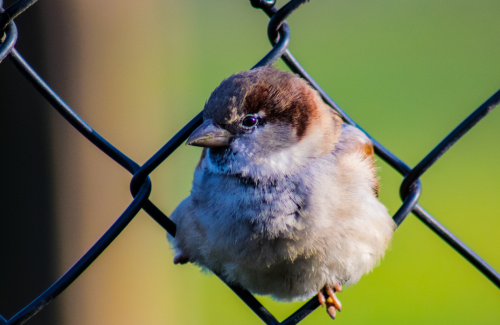 A photo of a bird sitting in a chain-link fence with the text, "On the fence about buying a new smart sprinkler timer?"
