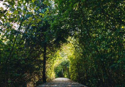 Pathway with light at the end of the tunnel.