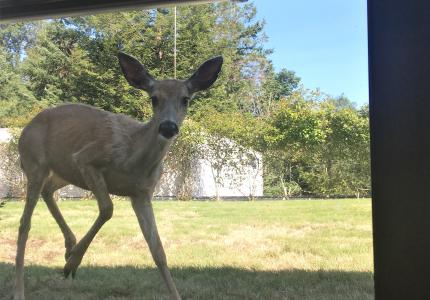 deer peers into window