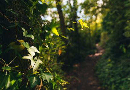 Trail