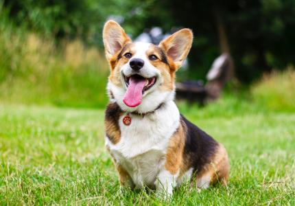 Pet Licensing