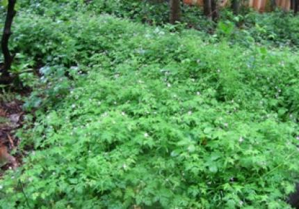 herbicide use