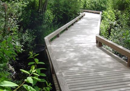 A boardwalk over a forested pond