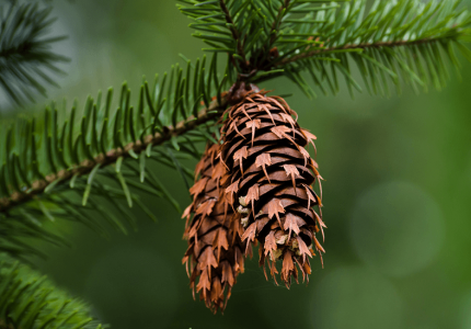 Douglas Fir