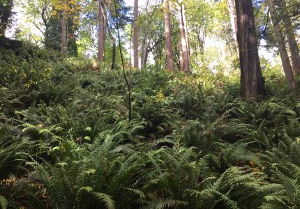 Upper Luther Burbank Hillside