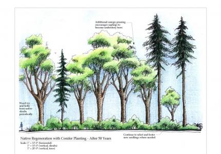 An illustration of a forest included in a planning document