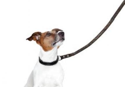 Dog Owners Guide to MI Parks