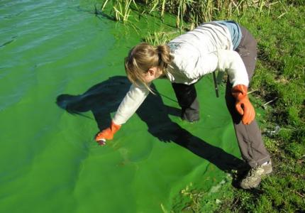 swim beach monitoring