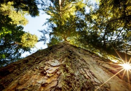 Douglas fir