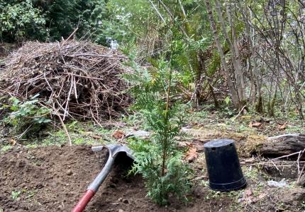 Tree Planting