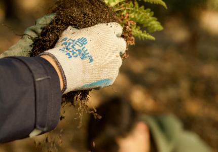 Hand planting fern