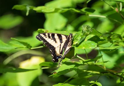 Butterfly on plant leaves