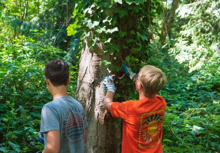 Volunteers removing ivy from trees