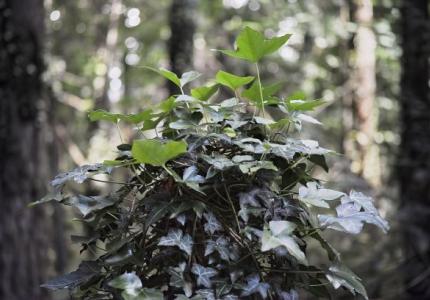 English ivy growing over a tree stump in a forest. 