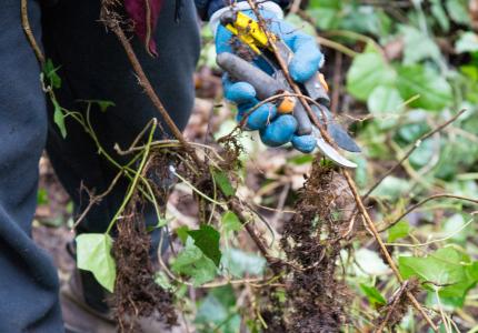 Close up of hand using pruners to clip ivy roots.