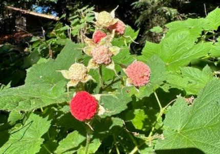 Thimbleberries in bloom