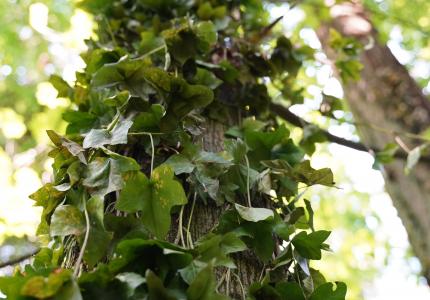 Ivy growing up the truck of a tree