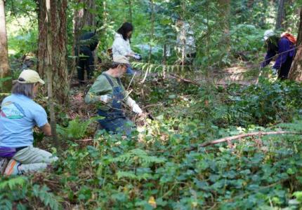 Volunteers pulling up ivy from the ground