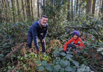 Two volunteers standing the a forest pulling up ivy. 