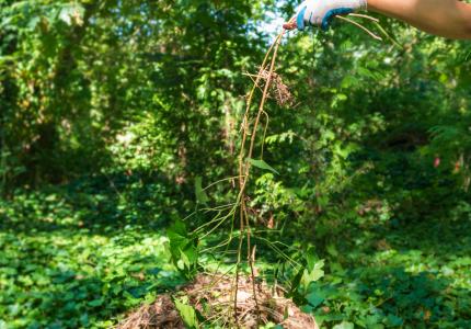 Hand holding ivy roots in front of forest