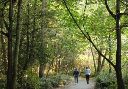 Two people walking on a forested path