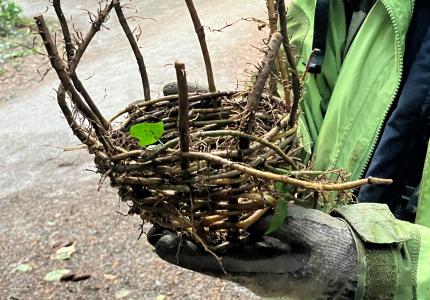 Hand holding a woven ivy basket. 