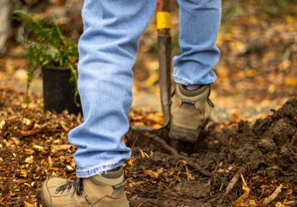 Feet standing on shovel, planting a fern. 