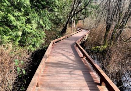 Boardwalk with trees growing around. 