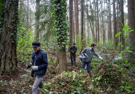 Volunteers pulling ivy in park. 