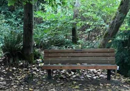 A park bench sits in amid a lush, forested neighborhood park