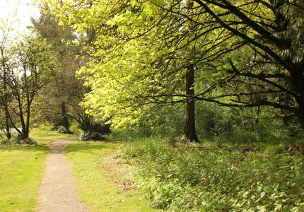 A gravel path on the perimeter of a lush forest