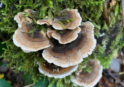 Mushrooms growing on a mossy log