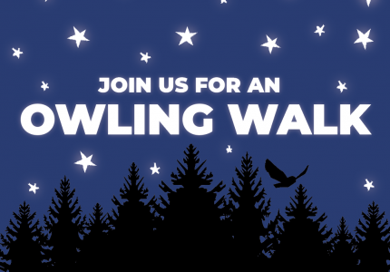 Computer graphic of stars and forest silhouette with text "Jon us for an Owling walk"