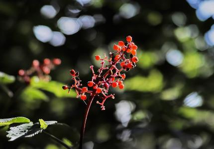 Close up photo of red elderberries